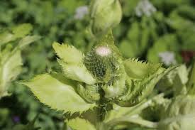 Attēlu rezultāti vaicājumam “Cirsium oleraceum flower”
