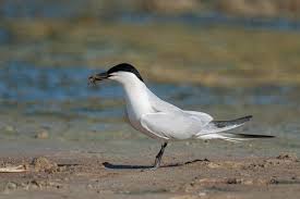 Image result for Gelochelidon nilotica