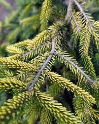 Attēlu rezultāti vaicājumam “Picea orientalis”