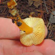Attēlu rezultāti vaicājumam “Hygrocybe sp.”