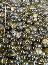 Attēlu rezultāti vaicājumam “Nostoc pruniforme”