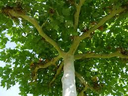 Attēlu rezultāti vaicājumam “Platanus x hispanica (syn. Platanus x acerifolia) leaf”