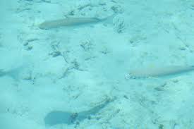 Image result for Crenimugil seheli