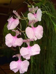 Attēlu rezultāti vaicājumam “Conardia compacta macro”