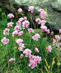 Attēlu rezultāti vaicājumam “Armeria vulgaris bud”