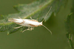 Attēlu rezultāti vaicājumam “Argyresthia pruniella”