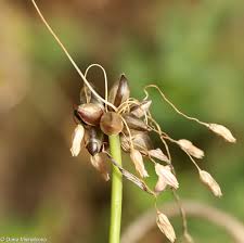 Attēlu rezultāti vaicājumam “Allium oleraceum flower”