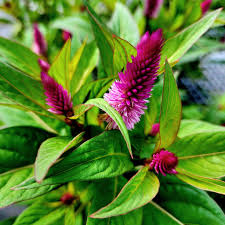 Attēlu rezultāti vaicājumam “Amaranthaceae”