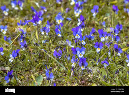 Attēlu rezultāti vaicājumam “Viola tricolor subsp. curtisii flower”