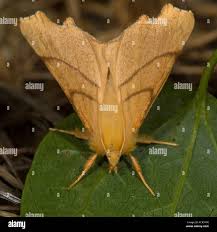 Attēlu rezultāti vaicājumam “Ennomos erosaria”