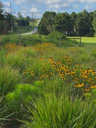 Attēlu rezultāti vaicājumam “Rudbeckia hirta var. hirta flower”