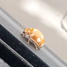 Attēlu rezultāti vaicājumam “Calvia decemguttata imago”