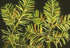 Attēlu rezultāti vaicājumam “Pucciniastrum areolatum”