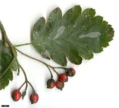 Attēlu rezultāti vaicājumam “Sorbus intermedia fruit”