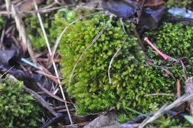 Attēlu rezultāti vaicājumam “Buxbaumia viridis sporophyte”