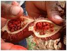 deep blu sea: ANNATTO -- Seed of the Gods