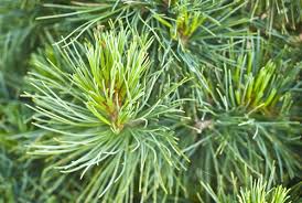 Image result for Pinus cembra