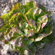 Image result for Neuseeländer Salat