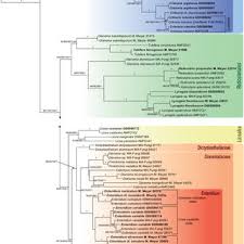Attēlu rezultāti vaicājumam “Enteridium variabile”