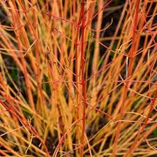Attēlu rezultāti vaicājumam “Cornus sanguinea”