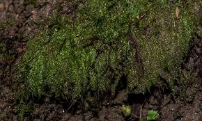 Attēlu rezultāti vaicājumam “Campylium chrysophyllum”