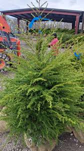 Attēlu rezultāti vaicājumam “Tsuga canadensis”
