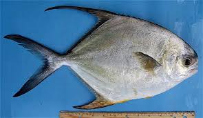 Image result for Trachinotus carolinus