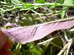Attēlu rezultāti vaicājumam “Hieracium vulgatum bud”