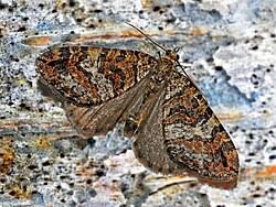 Attēlu rezultāti vaicājumam “Hydriomena furcata”