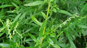 Image result for Artemisia vulgaris