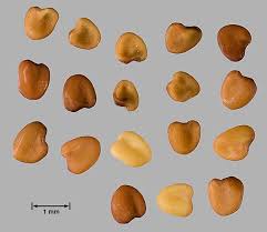 Attēlu rezultāti vaicājumam “Trifolium repens fruit”