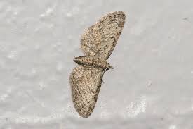 Attēlu rezultāti vaicājumam “Eupithecia tenuiata”