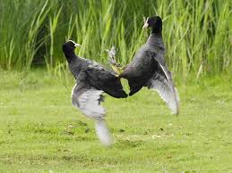 Attēlu rezultāti vaicājumam “Fulica atra”