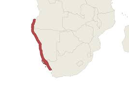 Image result for Argyrosomus coronus