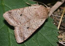 Attēlu rezultāti vaicājumam “Agrochola litura imago”