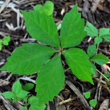 Attēlu rezultāti vaicājumam “Parthenocissus quinquefolia leaf”
