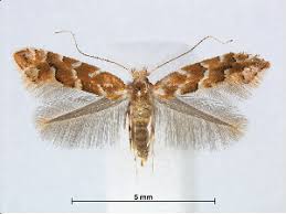 Attēlu rezultāti vaicājumam “Phyllonorycter platanoidella”