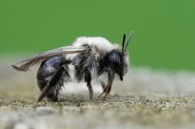 Attēlu rezultāti vaicājumam “Andrena vaga”