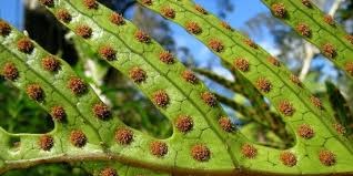 Attēlu rezultāti vaicājumam “Philonotis sporophyte”