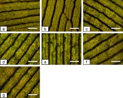 Attēlu rezultāti vaicājumam “Hydrilla verticillata leaf”