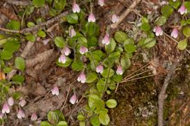 Attēlu rezultāti vaicājumam “Linnaea borealis leaf”