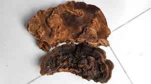 Attēlu rezultāti vaicājumam “Phellinus”