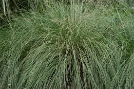 Attēlu rezultāti vaicājumam “Paraleucobryum longifolium sporophyte”