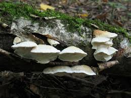 Attēlu rezultāti vaicājumam “Skeletocutis nivea”