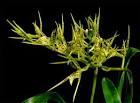 Brassia maculata, Exotic Rainforest rare tropical plants