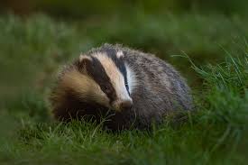 Attēlu rezultāti vaicājumam “Meles meles”