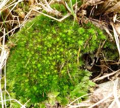 Attēlu rezultāti vaicājumam “Campylopus pyriformis sporophyte”
