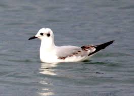 Image result for Chroicocephalus philadelphia