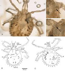 Attēlu rezultāti vaicājumam “Trichia ambigua stalked”