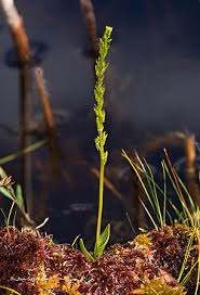 Attēlu rezultāti vaicājumam “Hammarbya paludosa fruit”
